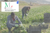 Circ. Min. Lavoro: chiarimenti sulla conversione del permesso di soggiorno da lavoro stagionale a non stagionale